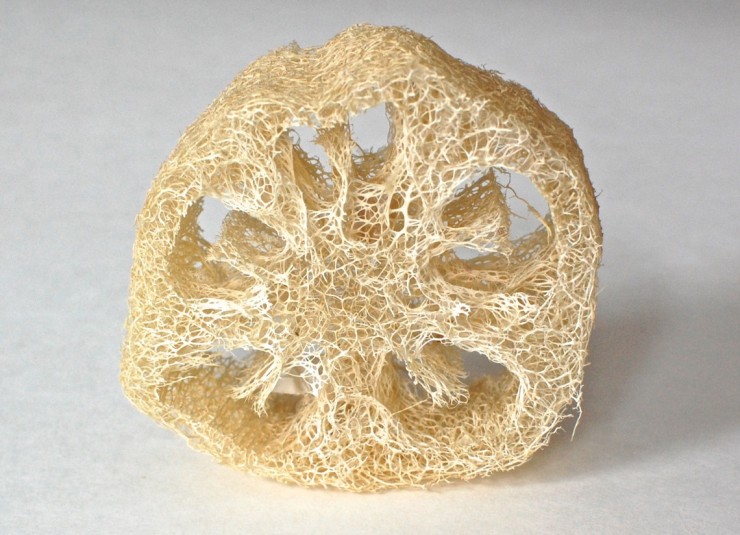 natural sponge