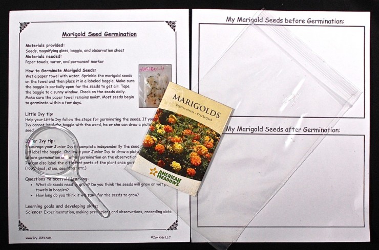 Marigold Seed germination