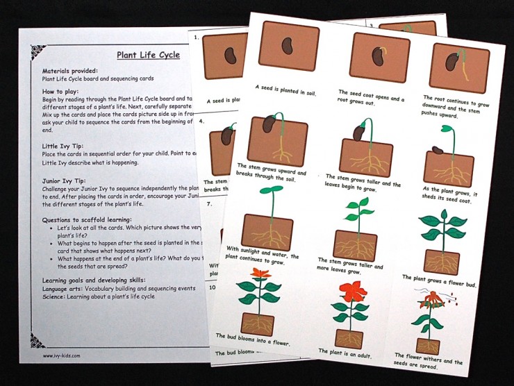 plant life cycle
