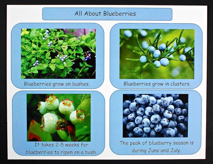 blueberry facts