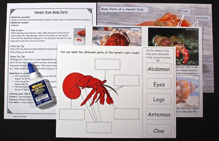 Hermit crab anatomy