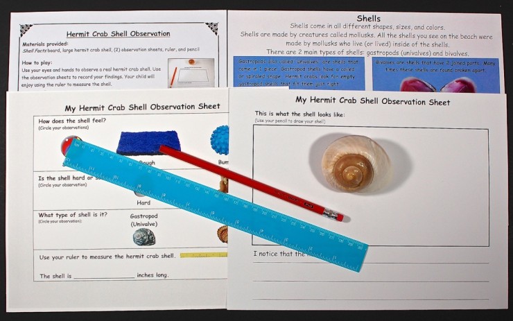 shell observation