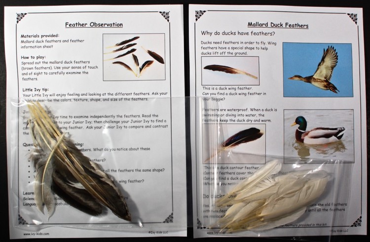 feather observation