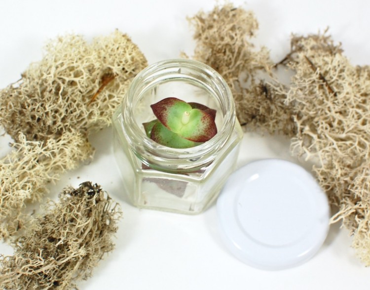 succulent