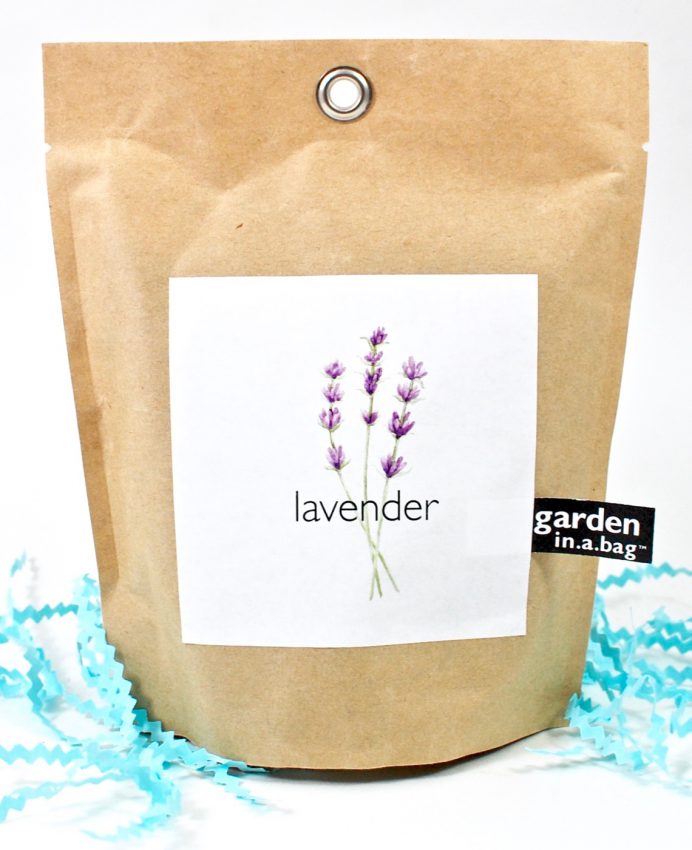 lavender kit