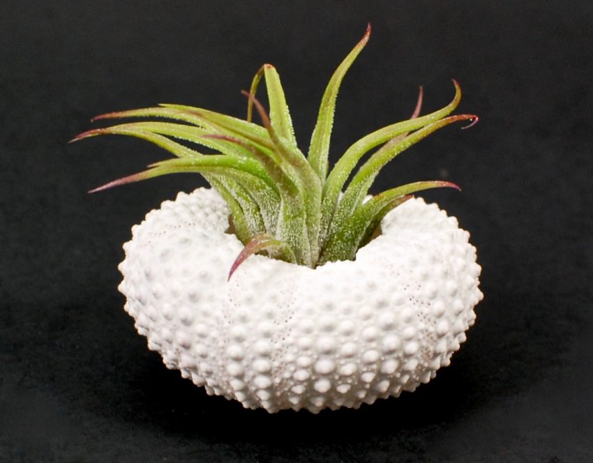 air plant