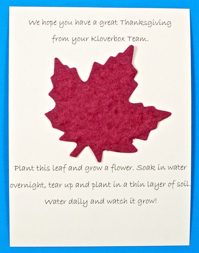 kloverbox leaf
