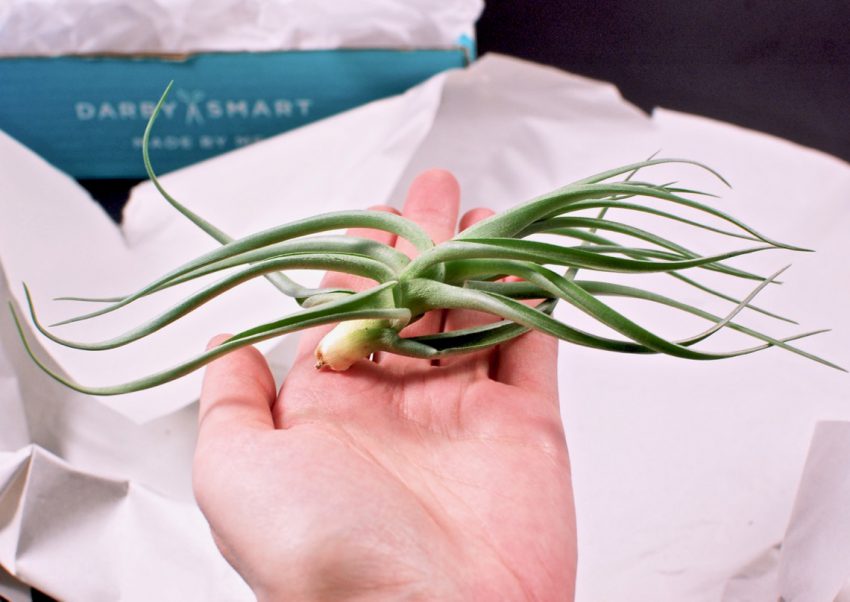 air plant