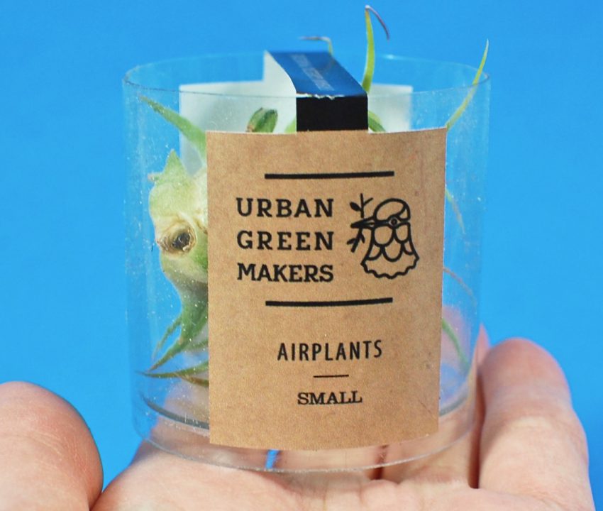 air plant