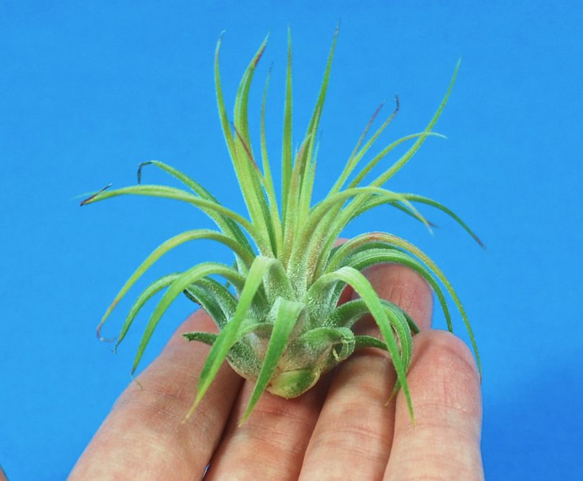 air plant