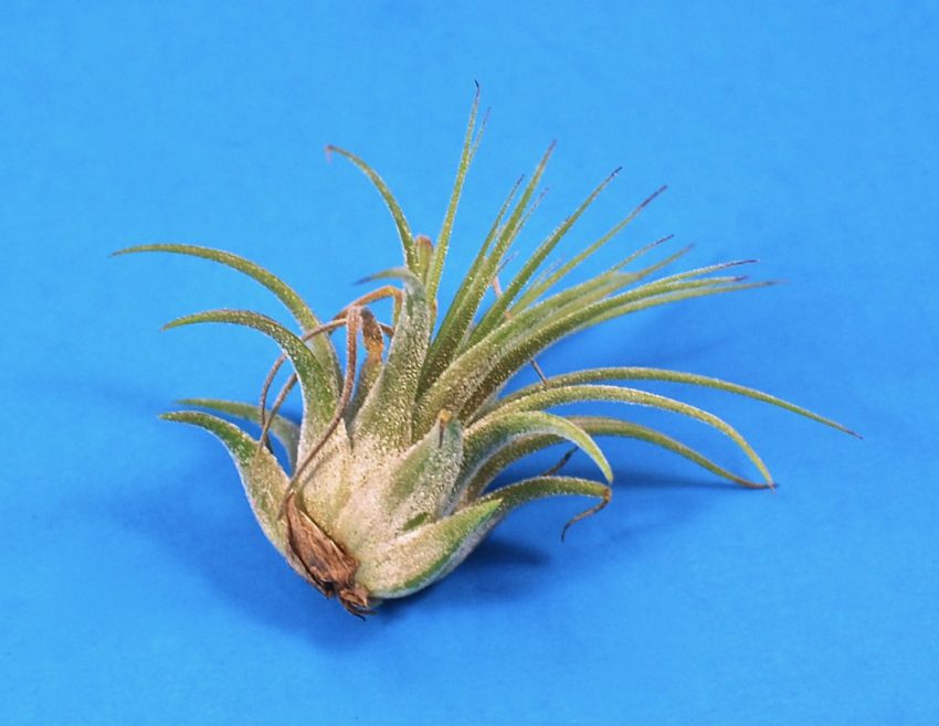 air plant