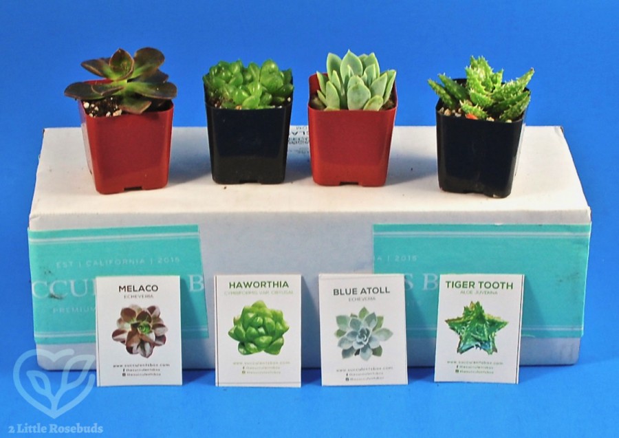 June 2019 Succulents Box review